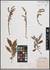 Foto von Salix cinerea L. x Salix eleagnos Scop.